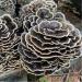 Turkey Tail | Live Liquid Mushroom Culture Syringe | Premium Genetics | Commercial Grade | Medicinal Mushroom | Immunity Boost | Increases Cancer Fighting Cells | Contamination Free | Grow at Home | LABSIDE Industries - Buy Online on GoSupps.com