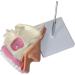 Nasal Cavity Model - Nose Anatomical Model - for Medical Research Doctor Patient - Buy Online on GoSupps.com