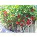 Trinidad Scorpion Butch T Chili - Nuclear Blast Inside Mouth! - 10g - Buy Online on GoSupps.com