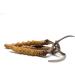Buy Organic Cordyceps Powder for Animals - Wohlrab Quality - 300g | Microfinely Ground Cordyceps Sinensis - International Shipping - Buy Online on GoSupps.com