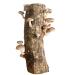 12" Shiitake Mushroom Log Grow Your Own Amazing Edible Mushrooms