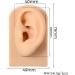 Silicone Acupuncture Ear Model Set for Science Class - Reusable & Anatomically Accurate - Buy Online on GoSupps.com