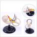 Ear Internal Structural Model - Medicine Anatomical Ear Internal Structural Model Human Organs Model - for Studying Teaching Medical Model - Buy Online on GoSupps.com