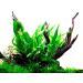 Buy Tropica Microsorum Pteropus Java Fern - Healthy Aquatic Plants for Your Aquarium | Pot No. 008 - International Shipping Available - Buy Online on GoSupps.com
