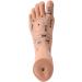 Mengmen 19 cm Foot Reflexology Model - Acupuncture Point Guide for Acupuncture Therapy | International Shipping - Buy Online on GoSupps.com