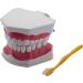 MDYBF Tooth Model - Anatomical Typodont for Brushing & Flossing Demonstration | Ideal for Dental Education - Buy Online on GoSupps.com