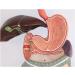 Human Digestive System Model - 3 Part Anatomical Display | Educational Tool for Anatomy Lessons - Buy Online on GoSupps.com