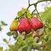 BSD Organics Cashew nut/kaajoo/Muntiripparuppu (500 Gram / 1.1 Pounds) - Buy Online on GoSupps.com