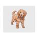 2 x 'Cavapoo Dog' Microfiber Lens/Glasses Cloths (LC00020768)