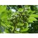 Herbal Cure - Malva Nut - Pangdahai Natural Vegan 150g - Product of China - Buy Online on GoSupps.com