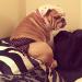Glenndarcy Dog Diapers Without Tail Hole for French Bulldogs - Medium Long with 2 Washable Pads - Ideal for eCommerce Shipping Internationally - Buy Online on GoSupps.com