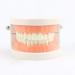Buy Adult Standard Demonstration Teeth Model - Flesh Pink | Best Educational Tool for Teaching & Study | International Shipping Available - Buy Online on GoSupps.com