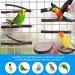 Deloky 8PCS Natural Wood Bird Perch Stand for Parrotlets, Budgies, Cockatiels - Wooden Platform Cage Accessories for Parakeets & Lovebirds - Buy Online on GoSupps.com