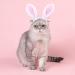 ANIAC Pet Bunny Ears Headgear for Cats and Small Dogs - Easter Costume Headband (Small/Head Girth 9.5-11) - Buy Online on GoSupps.com