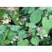 BETT neotea Veliparuthi (Pergularia Daemia) Powder 300 g - Buy Online on GoSupps.com
