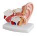 Human Ear Model Human Ear Anatomy Ear Canal Ear Middle and Inner Ear Auditory Otolaryngology Organ Teaching