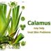 Salvia Calamus Oil - 100% Natural Therapeutic Essential Oil - 30ML/1.1fl oz Cold Pressed Aromatherapy Premium Oil - Buy Online on GoSupps.com
