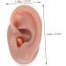 Silicone Human Ear Model for Massage, Piercing, and Simulation | Ear Display Body Kit | Healeved 6.5x3.5cm - Buy Online on GoSupps.com