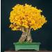 New Tree Seeds 10 st Ginkgo Biloba for Gardening Yellow - Buy Online on GoSupps.com