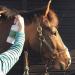 Biteback Products 'Sweet Relief' - Midge Barrier Lotion Spray with Benzyl Benzoate for Insect & Bug Defence Ideal for Outdoor Horse Protection - 1000ml Spray - Buy Online on GoSupps.com