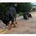 Artisan Gift Co Olive Wood Dog Timer - 100% Natural | Perfect for Dogs 25-40 kg | L-20 cm - Buy Online on GoSupps.com