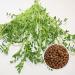 500g Organic Germs Mixing Pans - 5x100g Mung Beans Alfalfa Peas Lentils Chickpeas Sprouts | Microgreens Kit for Healthy Growth - Buy Online on GoSupps.com