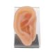 Silicone Ear Model for Acupuncture Practice - Soft & Stand Included | Ideal Tool for Piercing Display - Buy Online on GoSupps.com