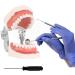 Buy Amoyer Dental Typodont Teeth Model - Removable Teeth for Study & Lessons | International Shipping Available - Buy Online on GoSupps.com