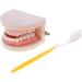 2 Sets of 1:1 Human Teeth Model with Toothbrush - Ideal for Dental Care Education & Prosthesis Study for Students - Buy Online on GoSupps.com