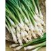 Portal Cool 25 - Semi: Tokyo Long White Bunching Onion - Delizioso !!! Cos Gustoso!!!! Grande Cipolla !!!!!