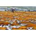 Dried Kelp from Hokkaido Japan - Authentic Kelp Stock for Japanese Cuisine (RISHIRI 3 oz) - Buy Online on GoSupps.com