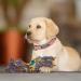 Didog Personalized Leather Dog Collar - Soft Padded Engraved Name Tag D-Ring for Small & Medium Dogs - Custom Pink Size S (25-30 cm) - Buy Online on GoSupps.com