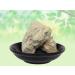 Sat Biroja-Satbiroja-Gandh biroja-Raw Herbs-Jadi Booti-Single Herbs (100 Gram) - Buy Online on GoSupps.com
