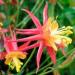 vegherb 30 Semi - Semi Tequila Sunrise Aquilegia Fiore/perenne