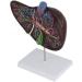 Gallbladder Anatomical Enlargement Model Human Digestive Organs Liver Visceral Anatomical Model Human Liver Gallbladder Liver - Buy Online on GoSupps.com