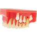 Lmeil Silicone Tooth Development Model for Children | Milk Teeth & Deformality Education Tool - Buy Online on GoSupps.com
