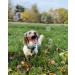 Meaty Bubbles Flavoured Bubbles for Pets (Smokey Bacon) - Non-Toxic & Vegan Friendly - Buy Online on GoSupps.com