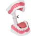 Tooth Model - Best 120 Opening Dental Visualization for Practice | International Shipping - Buy Online on GoSupps.com