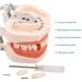 28/32 Teeth Model Dental Care Model Denture Teaching Model Teeth Model Mouth Model Speech Therapy Tooth Model for Dental Student Practice Teeth with A Small Screwdriver - Buy Online on GoSupps.com