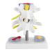 Anatomical lumbar intervertebral disc demonstration model of an intermediate vertebral incident model of the lumbar spine training material for the human spine