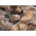 Organic Medicinal Mushroom Mix Coffee | 250G - Buy Online on GoSupps.com