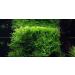 Java moss - Vesicularia dubyana - live aquarium plant