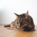 Lucybalu 6x Matatabi Sticks for Cats | Natural Dental Care & Chewing Toys | Freshen Breath with Matatabi Wood | Eco-Friendly Cat Chew Sticks - Buy Online on GoSupps.com