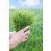 Horsetail Herb Tea | Equisetum Arvense L | Pr le Des Champs Herbe Tisane | Health Embassy (100g) 100 g (Pack of 1) - Buy Online on GoSupps.com