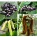 Buy Mucuna Pruriens Extract - Organic Mood Support Energy Supplements for Women - Velvet Beans Capsules (60 - Buy Online on GoSupps.com