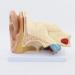 Ear Model Shows The Outer Ear Middle Ear Inner Ear Ossicles and Inner Ear are The Removable Ear Anatomy 1 - Buy Online on GoSupps.com