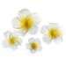 FRCOLOR 4Pcs Hawaiian Flower Hair Clip | Plumeria Hairpin for Kids & Women | Beach Foam Hair Accessories - Buy Online on GoSupps.com