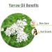 Yarrow Essential Oil (Achillea millefolium) - Pure & Natural Undiluted 50ml | Premium Therapeutic Grade Oil for Aromatherapy & Wellness - Buy Online on GoSupps.com