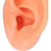 Silicone Human Artificial Ear Model for Hearing Aids and Earphones Display - Buy Online on GoSupps.com