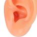 Long Lasting Waterproof Soft Artificial Ear Display Model for Medical Professionals - Buy Online on GoSupps.com